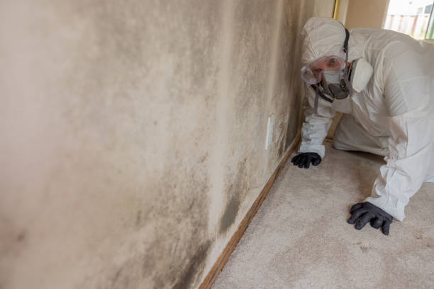 Trusted Bedford, IA Mold Inspection Experts