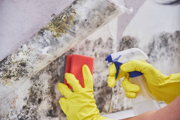 Best Mold Damage Restoration  in Bedford, IA